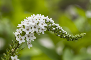 Spike of white flowers
