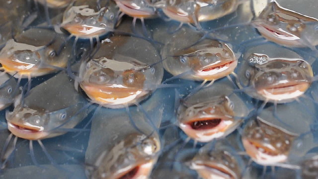 Lots of small fish (sheatfish) swallow  air from water surface
