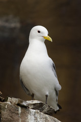 Obraz premium Dreizehenmöwe, Black-legged kittiwake, Rissa tridactyla