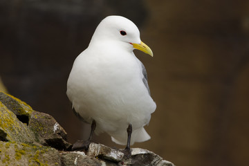 Dreizehenmöwe, Black-legged kittiwake, Rissa tridactyla