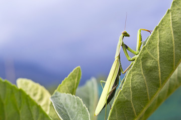 Mantide religiosa su foglia macro