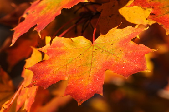 Red maple leaf