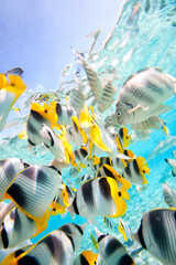 Butterfly fish