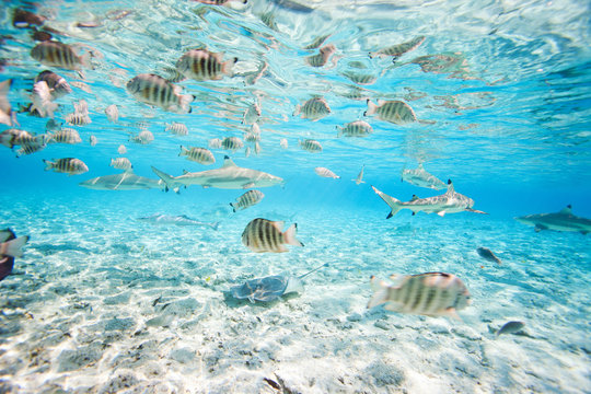 Fototapeta Bora Bora underwater