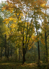 Fototapeta na wymiar Beautiful autumn landscape