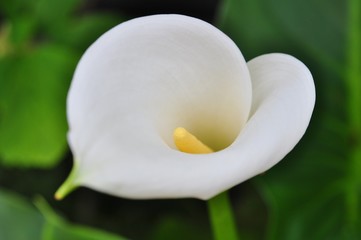 清楚な白いカラー