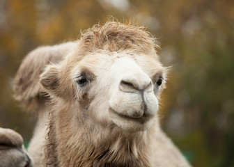 Fototapeta premium Close up photo of camel head
