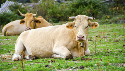 Cows in the field