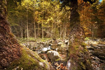 peaceful flowing stream