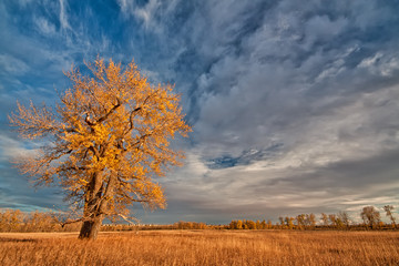Fototapeta na wymiar Lone Autumn Tree
