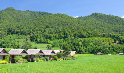 Fototapeta na wymiar Village with green field