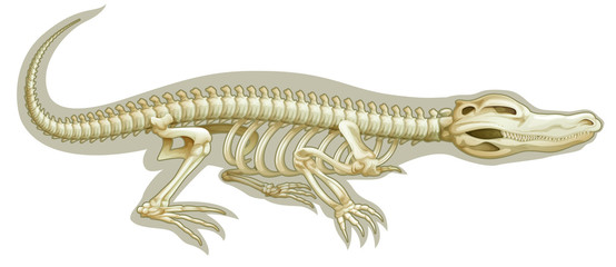 Crocodile skeletal system