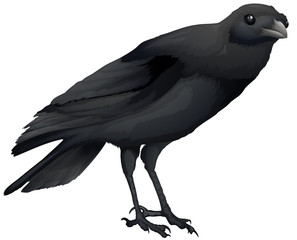Corvus coronoides