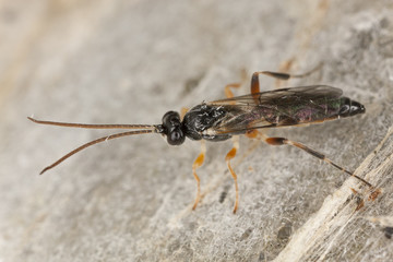 Parasite wasp on Bird-cherry Ermine (Yponomeuta evonymella)