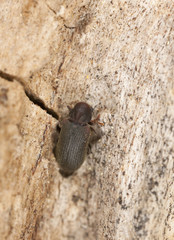 Anobium rufipes on wood, extreme close-up