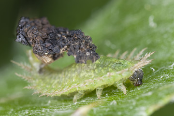 Green Tortoise Beetle larvae - Cassida viridis