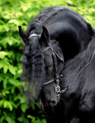 Black frisian horse portrait on nature background