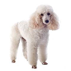 white poodle