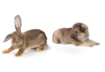 Obraz premium szary królik