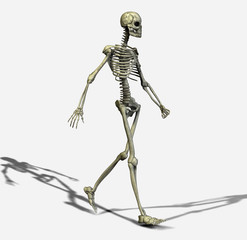 Skeleton