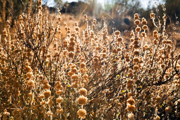 background of dry flowers