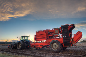 Fototapeta premium Potato harvester and tractor
