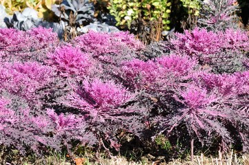 Purple Flowering Kale (Ornamental Cabbage) in the Garden