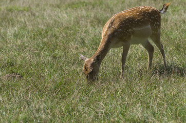 Red Deer in the Meadow