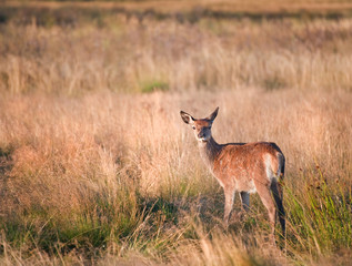 Young red deer fawn in Autumn Fall landscape