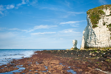 Old Harry Rocks Jurassic Coast UNESCO Dorset England at low tide