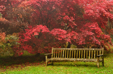Beautiful Autumn Fall nature image landscape