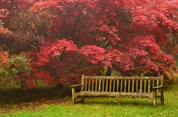 Tuinposter Mooie herfst herfst natuur afbeelding landschap © veneratio
