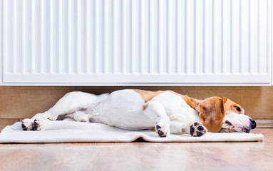 The dog  near to a warm radiator