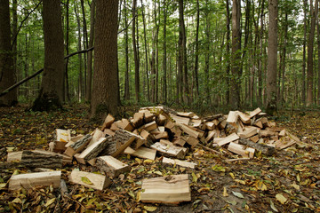 Firewood store in the forest background