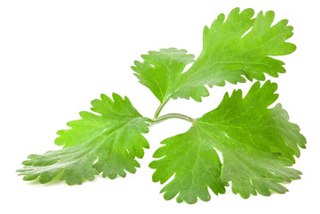 Coriander leaves isolated on white background, closeup