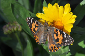 Painted Lady Butterfly