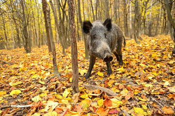 Wild pig