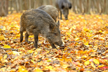 Wild pig