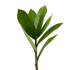 Зеленая ветка на белом фоне