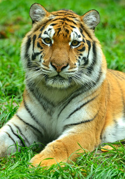 Tigers
