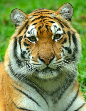 Tigers