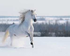 White stallion galloping