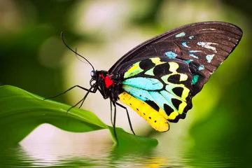 Abwaschbare Fototapete Schmetterling Männlicher Birdwing Schmetterling (Ornithoptera Euphorion)