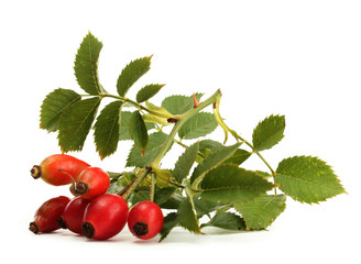 ripe hip roses on branch with leaves, isolated on white