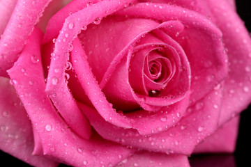 Pink rose with drops isolated on black
