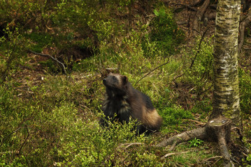 Fototapeta premium Wolverine