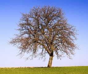 Lonely apple tree