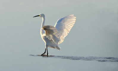 white heron counter light at sunrise on the lake