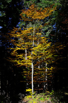 albero faggio autunno