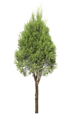 cypress tree